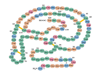 beef ribonuclease